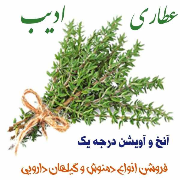 اویشن و آنخ(کاکوتی)