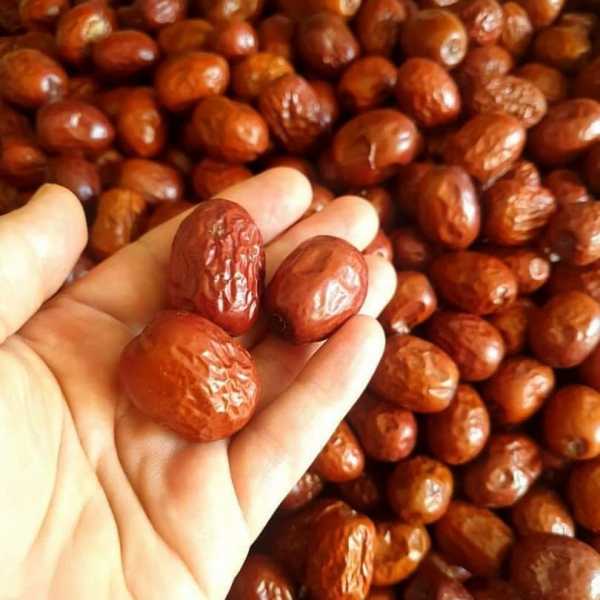 عناب دارویی بیرجند