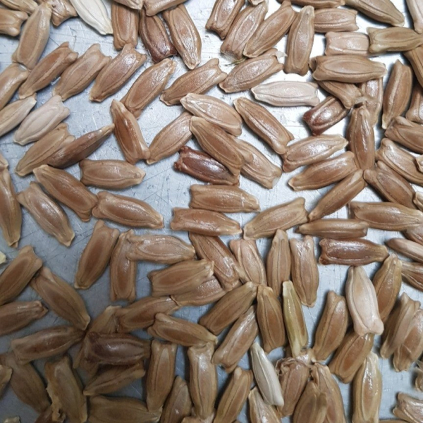 بذر کدو قلیانی( جهرمی)