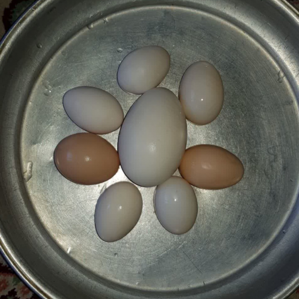 تخم مرغ محلی