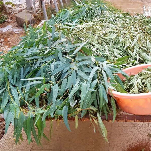 برگ اکالیپتوس