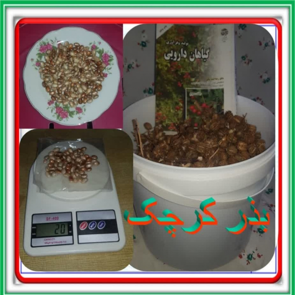 بذر کرچک