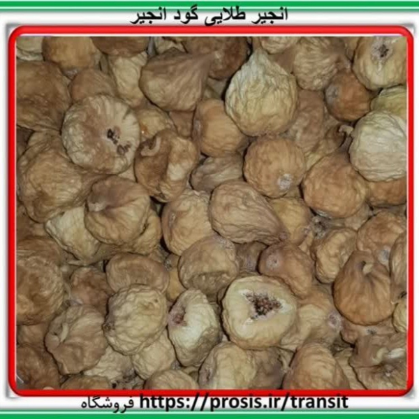 انجیر طلایی گود انجیر