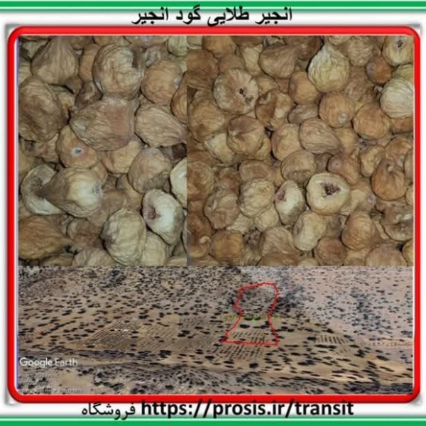 انجیر طلایی گود انجیر