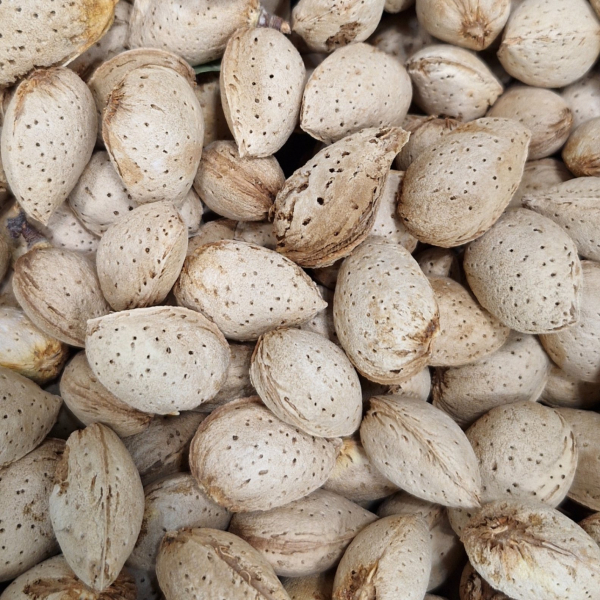 بادام کاغذی